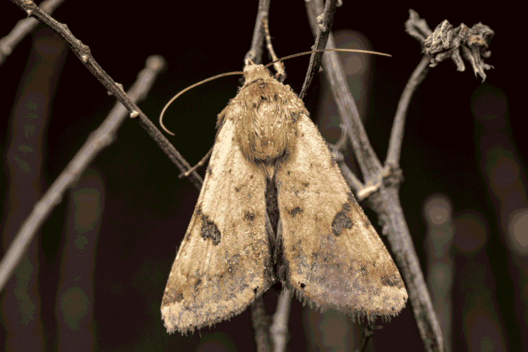 Ein hellbrauner Nachtfalter mit dunklen Flecken auf den Flügeln sitzt in der Dunkelheit an dünnen Zweigen.