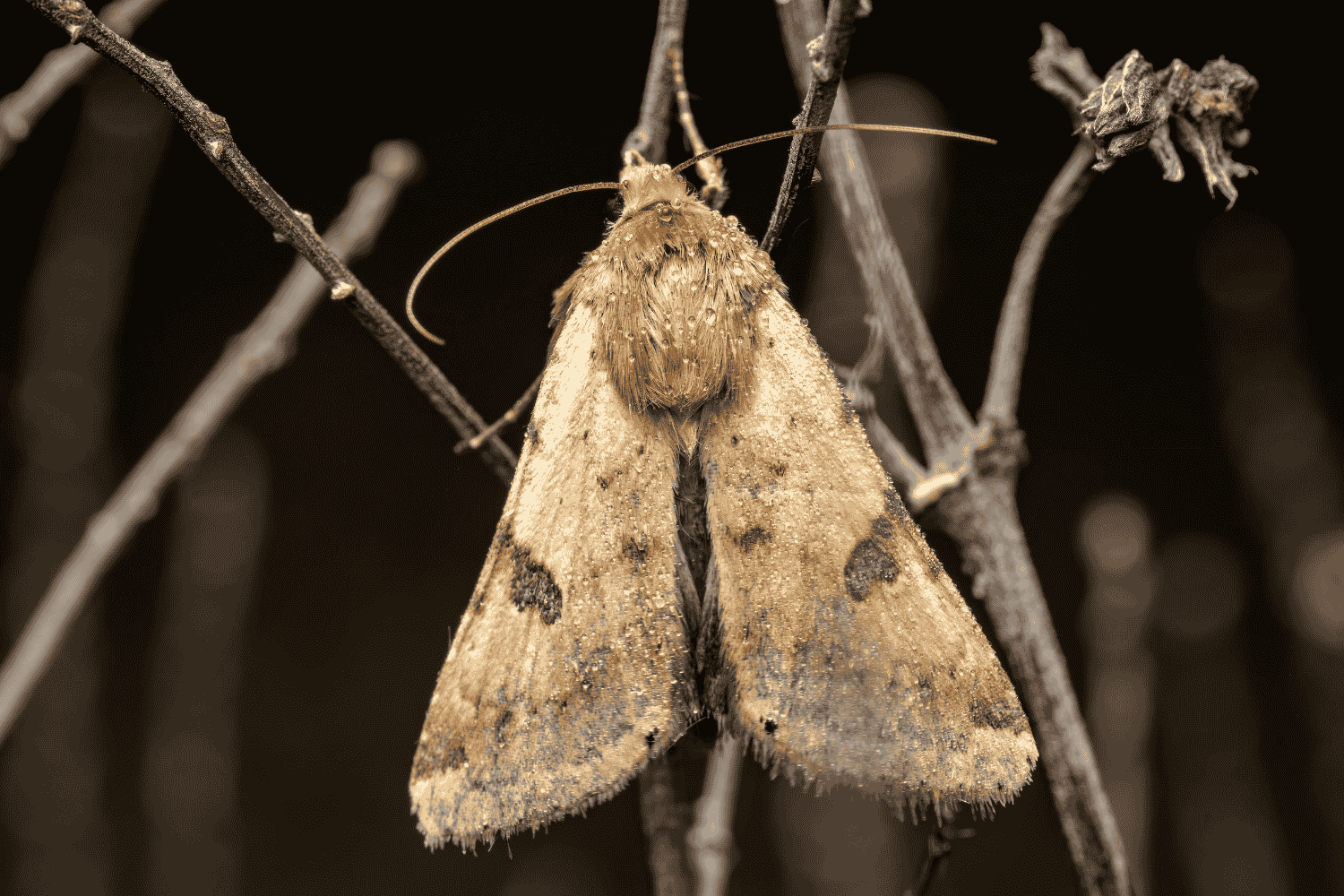 Mehr über den Artikel erfahren Nektarbar für Nachtfalter: Warum wir mehr Punks im Garten brauchen