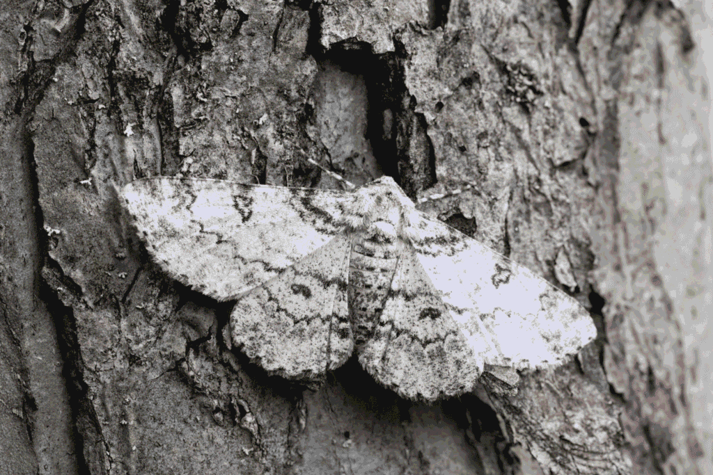 Ein Nachtfalter mit braun-grau gemusterten Flügeln ruht auf der Rinde eines Baumes. Durch seine perfekte Tarnung ist er kaum von der Borke zu unterscheiden.
