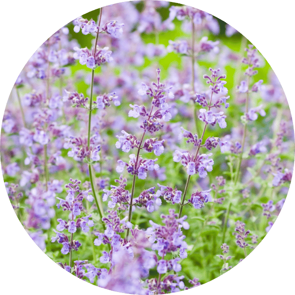 Katzenminze ‘Superba’ (Nepeta racemosa)