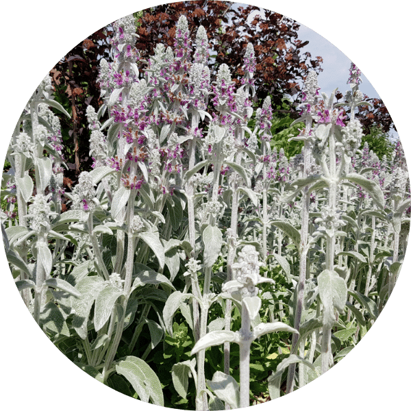 Ziest ‘Silver Carpet’
(Stachys byzantina)