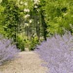 Kiesweg im Garten, gesäumt von blühender Katzenminze, der den Blick auf ein begrüntes Tor lenkt und eine klare Blickachse bildet