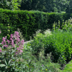 Englische Blumenrabatte mit rosa Stauden vor einer dichten Hecke