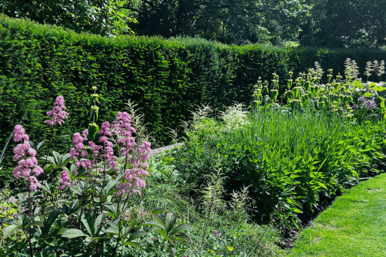 Englische Blumenrabatte mit rosa Stauden vor einer dichten Hecke