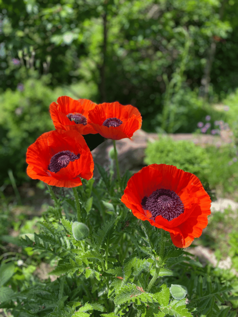 Leuchtend roter Mohn in einem naturnahen Staudenbeet