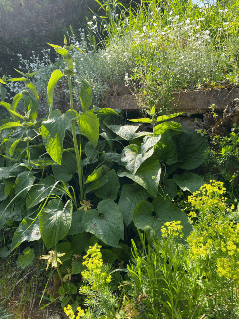Dicht bewachsenes Staudenbeet in einem pflegeleichten naturnahen Garten