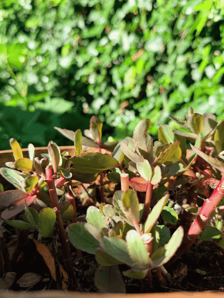 Abgebissene Triebe von rottriebiger Fetthenne in einem Terrakottatopf
