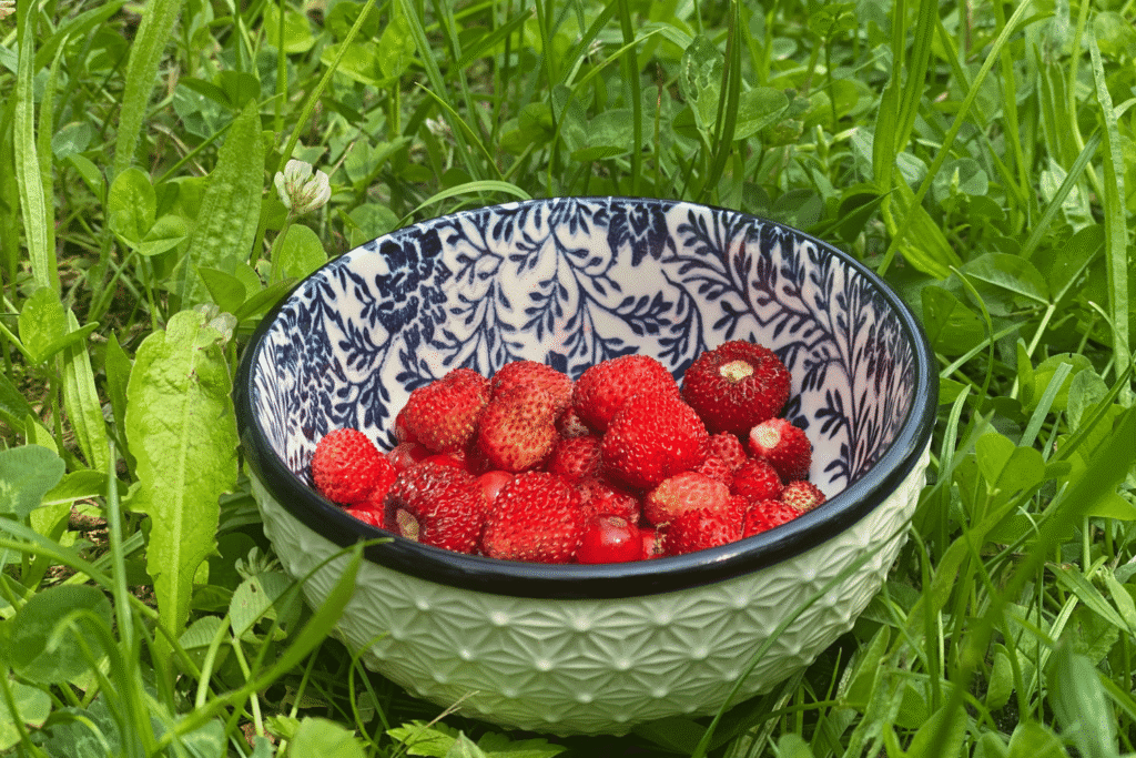 Schale mit frisch gepflückten Walderdbeeren im Gras