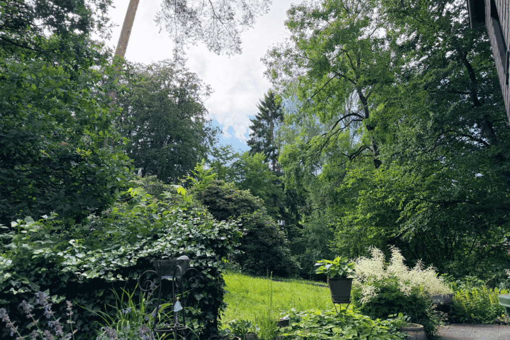 Parkartiger Garten ohne Zaun mit Rhododendren und hohen Kiefern