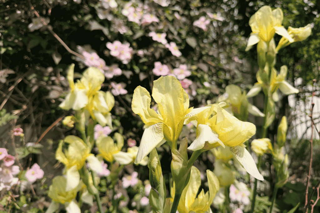 Nahaufnahme von leuchtend gelben Irisblüten vor einem grünen, leicht unscharfen Hintergrund.