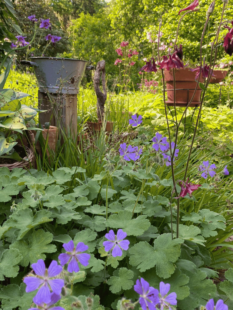 Storchschnabel Geranium renardii in violett und rotblühende Akeleien im Staudenbeet