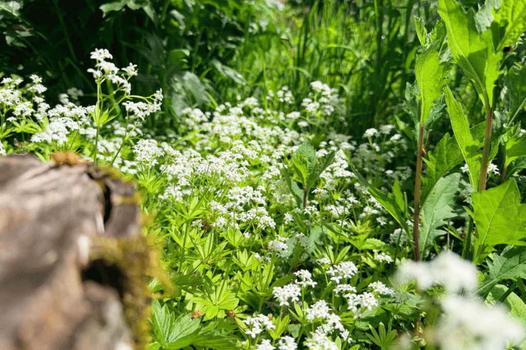 Weiß blühender Waldmeister im Naschgarten neben altem Holz