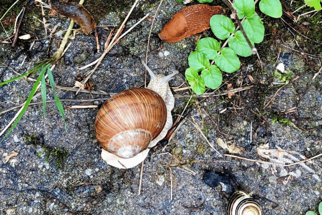 Nacktschnecke und Weinbergschnecke am Boden zwischen jungen Trieben