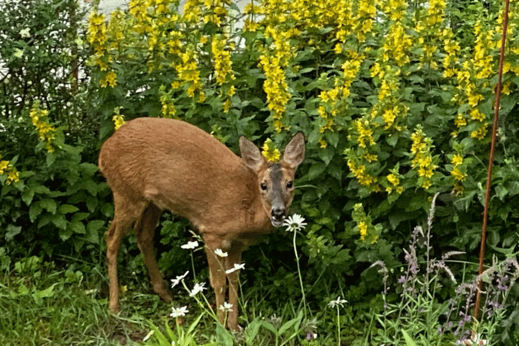 Reh steht morgens vor gelb blühendem Felberich im Garten