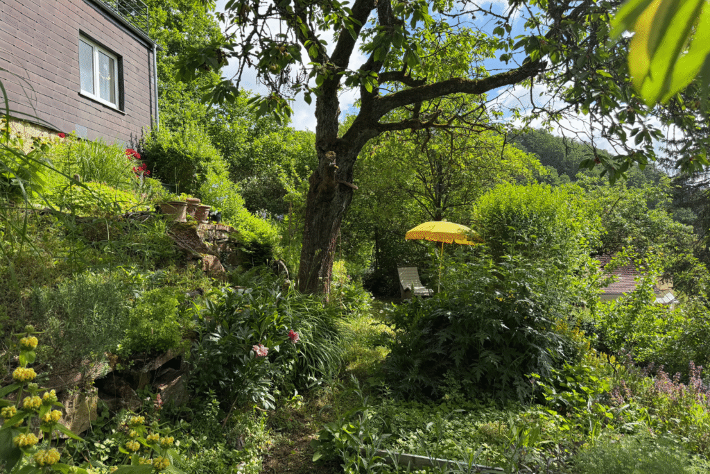 Alter Kirschbaum mit schattigem Sitzplatz dahinter