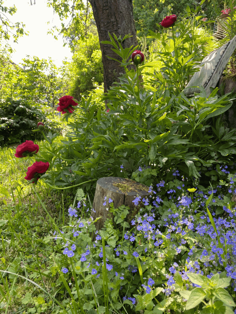 Rot blühende Pfingstrose und blauer Ehrenpreis im Garten unter Kirschbaum