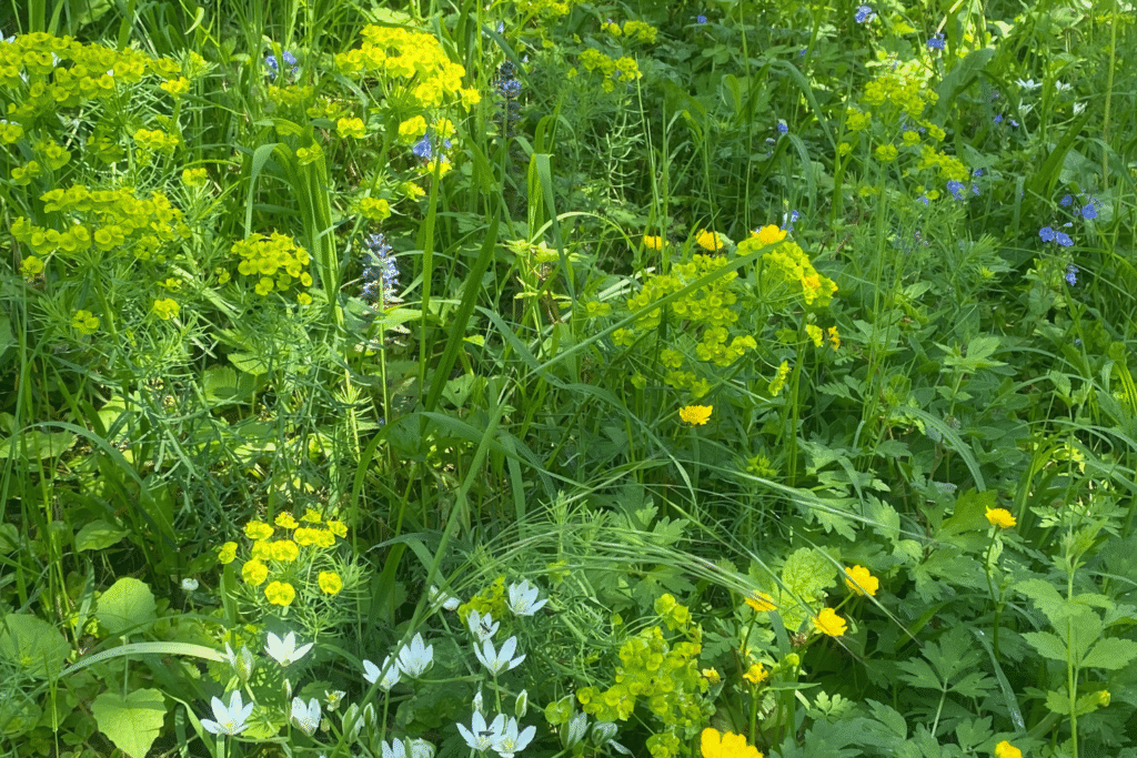 Queckewiese mit gelber Wolfsmilch, blauer Veronica, gelbem Hahnenfuß, blauem Günsel