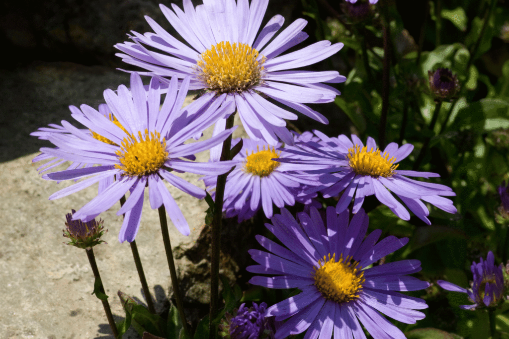 Violette Blüten der Alpen-Aster mit gelber Mitte zwischen Felsen