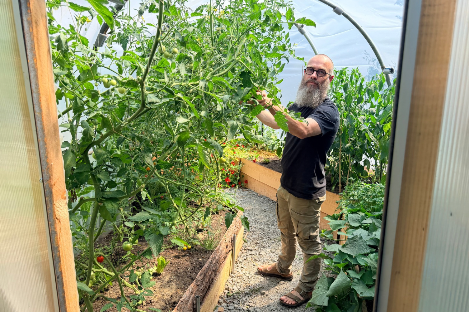 Matthias Klinge pflegt Tomatenpflanzen in seinem Folientunnel
