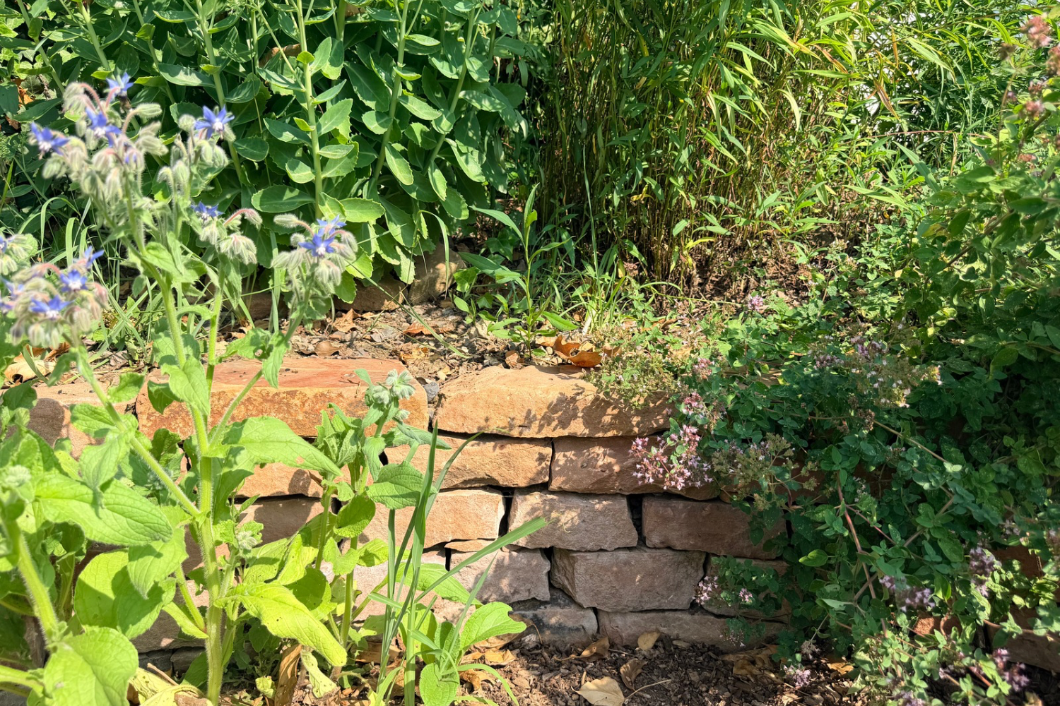 Trockenmauer mit Borretsch und blühenden Kräutern als Lebensraum für Insekten