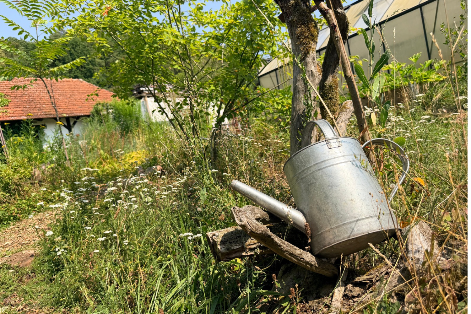 Alte Gießkanne an einem Baum in einem naturnahen Waldgarten