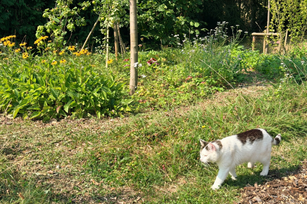 Katze läuft durch ein vielfältiges Waldgarten-Beet mit Sonnenhut und Schafgarbe