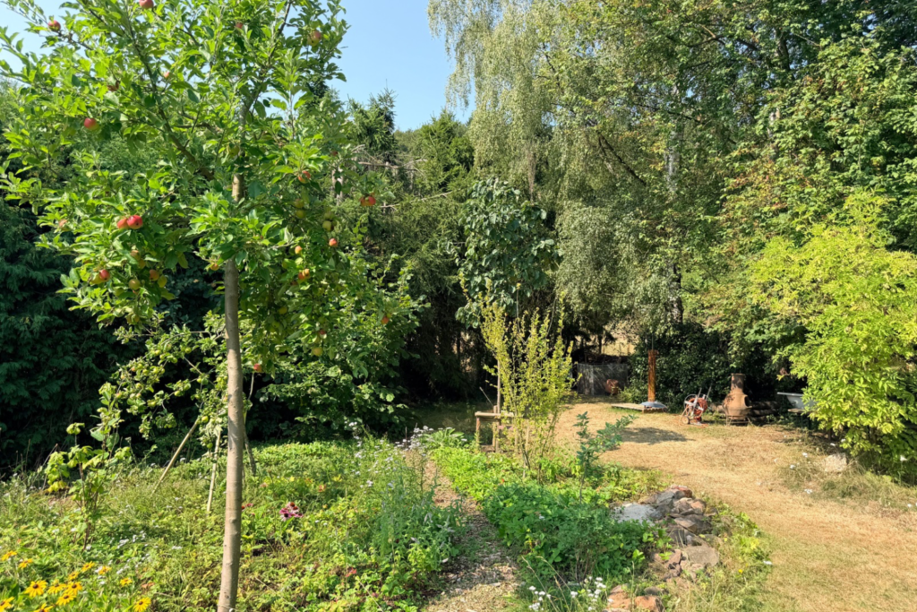 Waldgarten-Fläche: links lebendig bepflanzt, rechts ein Stück vertrockneter Rasen
