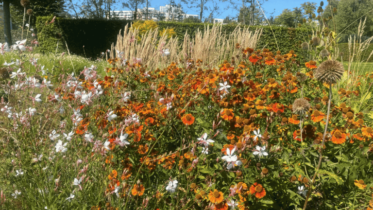 Bunt blühendes Staudenbeet mit Sonnenbraut und Prachtkerze