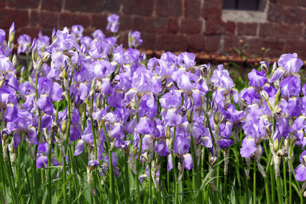 Hellviolette Blüten der Bart-Iris vor einer Backsteinmauer