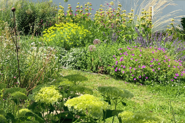 Klimafittes Staudenbeet in voller Sonne mit gelben Blütenquirlen, Gräsern, Katzenminze und rostigem Rankstab