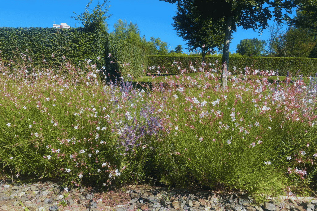 Blühendes Beet mit Prachtkerze und im Hintergrund geschnittene Buchenhecke