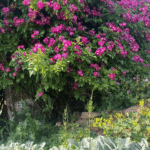 Üppige Kletterrose im Staudengarten