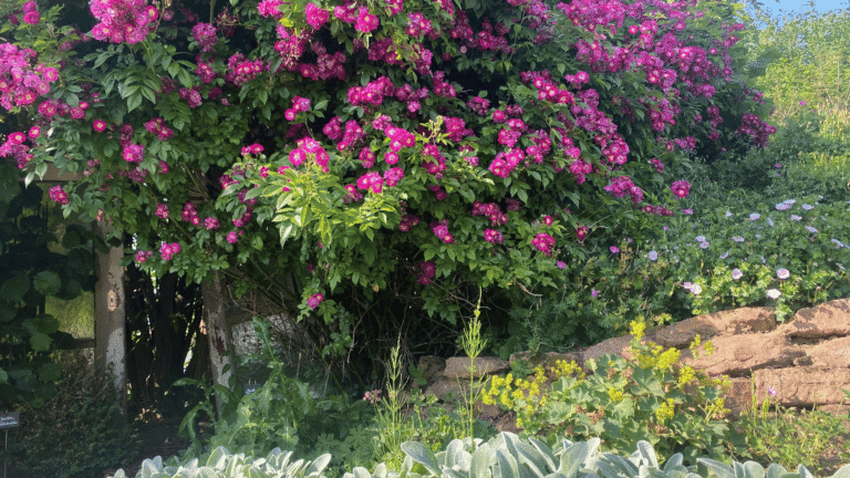 Üppige Kletterrose im Staudengarten