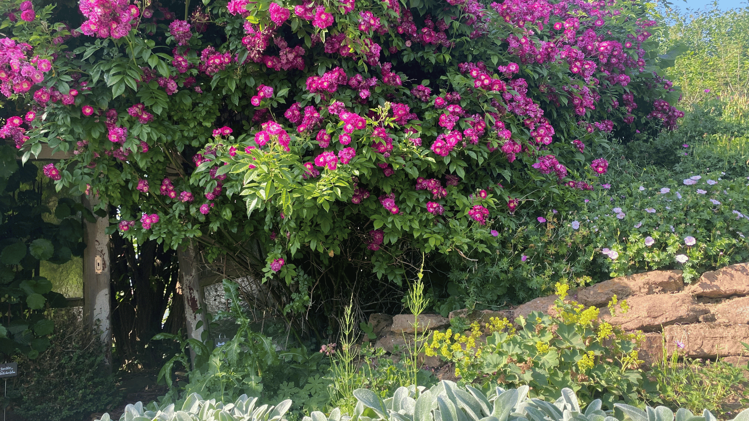 Mehr über den Artikel erfahren Die 3 größten Fehler bei der Gartengestaltung und wie du sie vermeidest