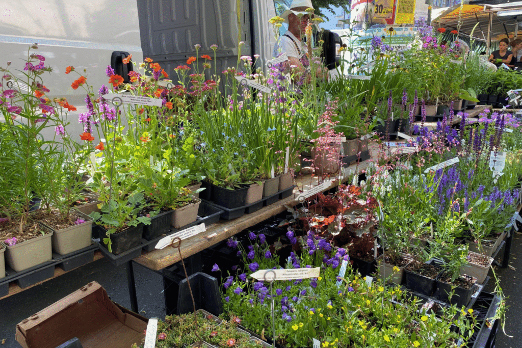 Marktstand voller blühender Stauden in Töpfen: violette Glockenblumen, Salbei, Purpurglöckchen und orange blühende Stauden mit Namensschildern.