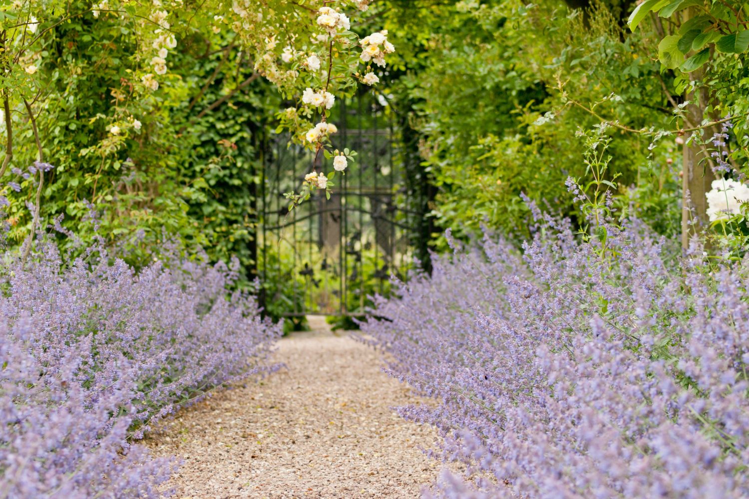Kiesweg, gesäumt von blauer Katzenminze, führt auf ein Gartentor mit Rosenbogen zu