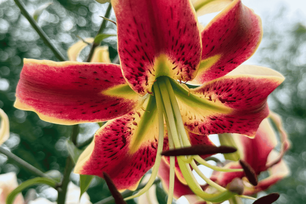 Schwerer Sommerduft: Lilien gehören zu den Duftköniginnen im Beet.