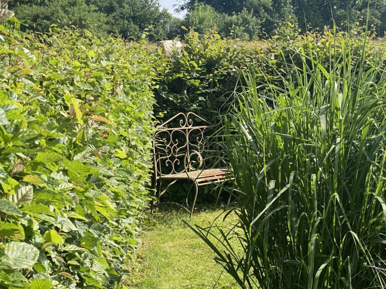 Schmiedeeiserne Bank in einer Nische zwischen hohen Gräsern und Hecke
