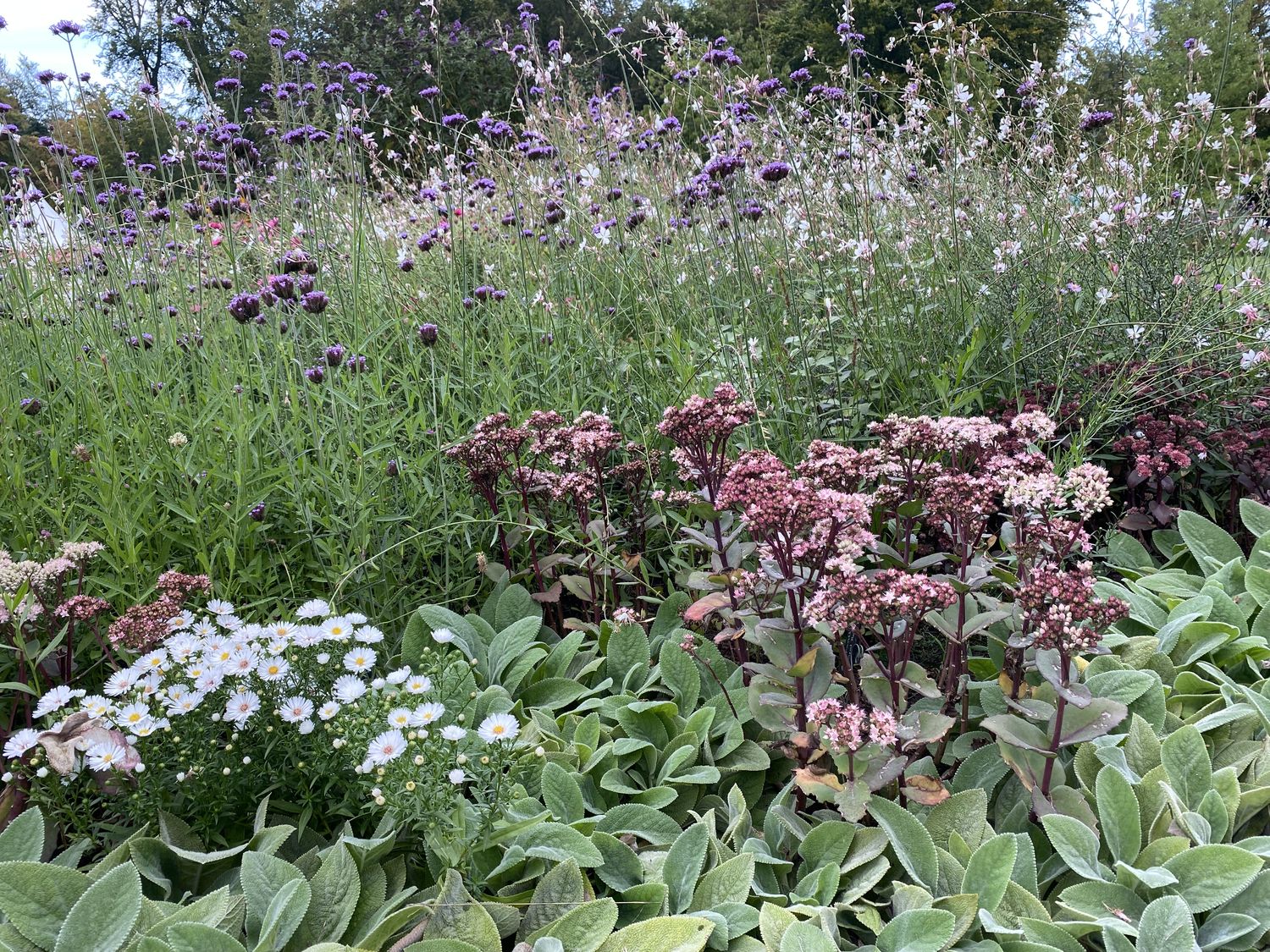 Üppiges Staudenbeet mit violettem Patagonischem Eisenkraut, silbrigem Wollziest und weißen Margeriten