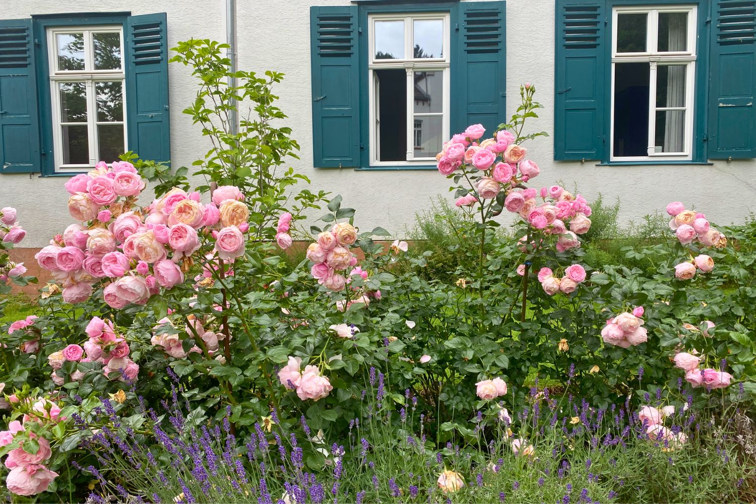 Üppige rosa Rosen vor dem Haus mit blaugrünen Fensterläden