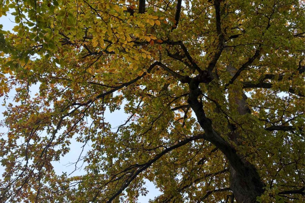Blick von unten in die Krone der alten Eiche im eigenen Garten im Herbst