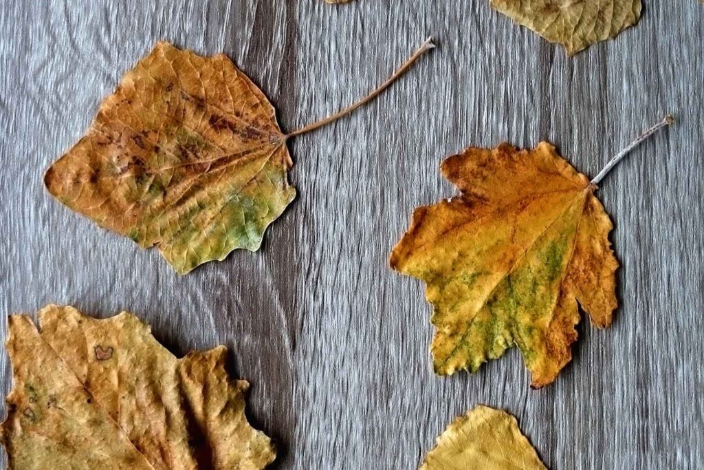 Gelbe und orange Herbstblätter auf einer Holzfläche