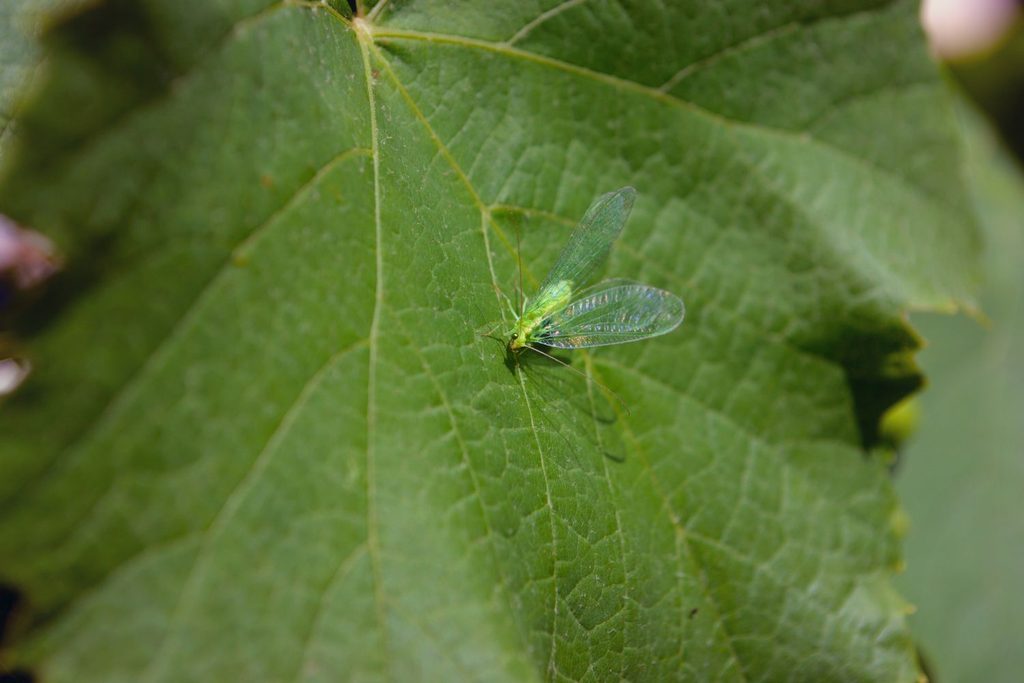 Grüne Florfliege mit zarten, durchscheinenden Flügeln auf einem Blatt