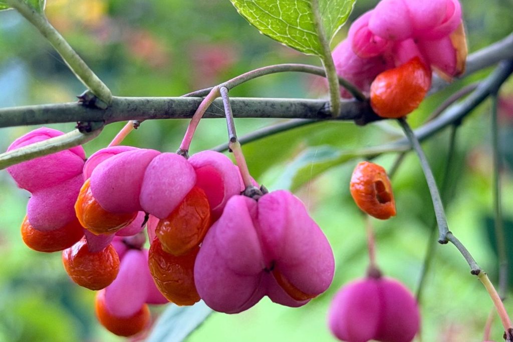 Pinke Fruchtkapseln des Pfaffenhütchens mit leuchtend orangen Samen