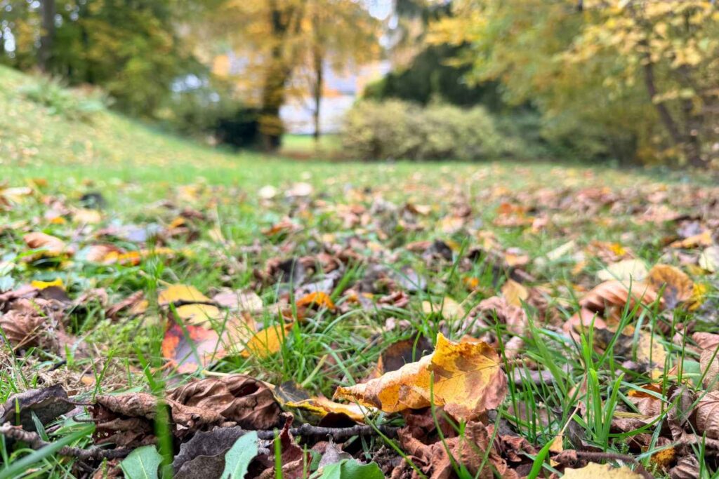 Herbstlaub liegt auf dem Rasen