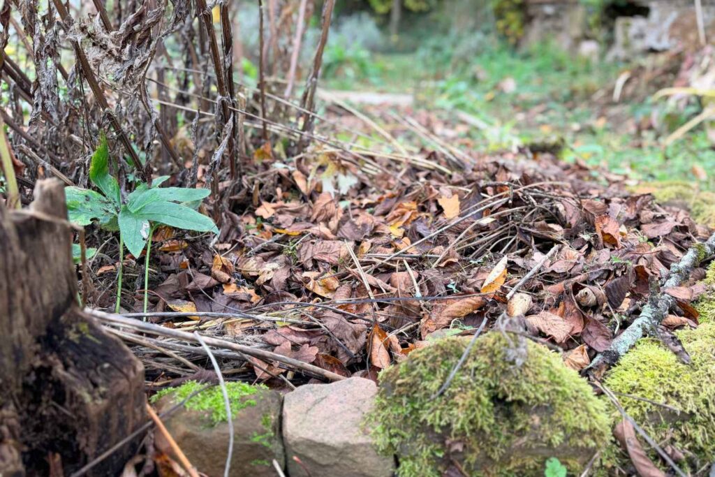 Herbstlaub bedeckt den Boden im Staudenbeet zwischen bemoosten Steinen