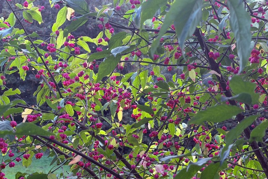 Pfaffenhütchen-Strauch voller pinker Früchte im Herbst