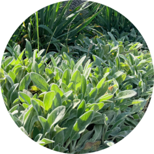 Silbrig behaarte, samtweiche Blätter des Woll-Ziests (Stachys byzantina)
