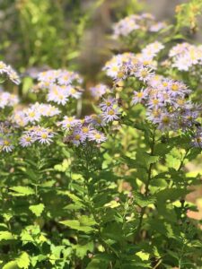 Hellviolette Blüten der Wild-Aster (Aster ageratoides) im Sonnenlicht