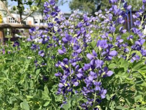 Blauviolette Blütenkerzen der Indigolupine (Baptisia australis) in der Sonne